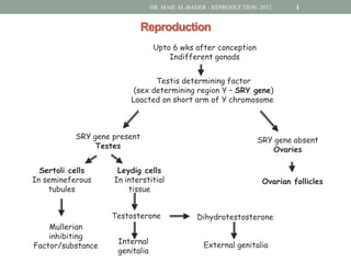 DR. MAIE AL-BADER - REPRODUCTION- 2012      1


                              Reproduction
                                  Upto 6 wks after conception
                                      Indifferent gonads


                                Testis determining factor
                          (sex determining region Y – SRY gene)
                         Loacted on short arm of Y chromosome



           SRY gene present                                       SRY gene absent
                Testes                                               Ovaries

  Sertoli cells      Leydig cells
In semineferous     In interstitial                                 Ovarian follicles
    tubules             tissue


                   Testosterone                Dihydrotestosterone
    Mullerian
    inhibiting
                     Internal                    External genitalia
Factor/substance
                     genitalia
 