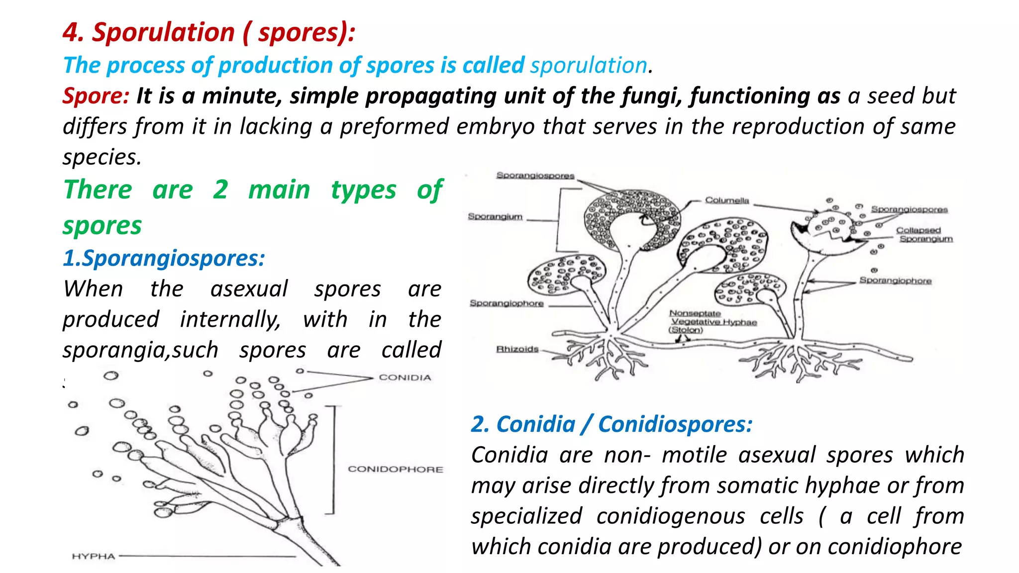 4. Sporulation ( spores):
The process of production of spores is called sporulation.
Spore: It is a minute, simple propagating unit of the fungi, functioning as a seed but
differs from it in lacking a preformed embryo that serves in the reproduction of same
species.
There are 2 main types of
spores
1.Sporangiospores:
When the asexual spores are
produced internally, with in the
sporangia,such spores are called
sporangiospores
2. Conidia / Conidiospores:
Conidia are non- motile asexual spores which
may arise directly from somatic hyphae or from
specialized conidiogenous cells ( a cell from
which conidia are produced) or on conidiophore
 