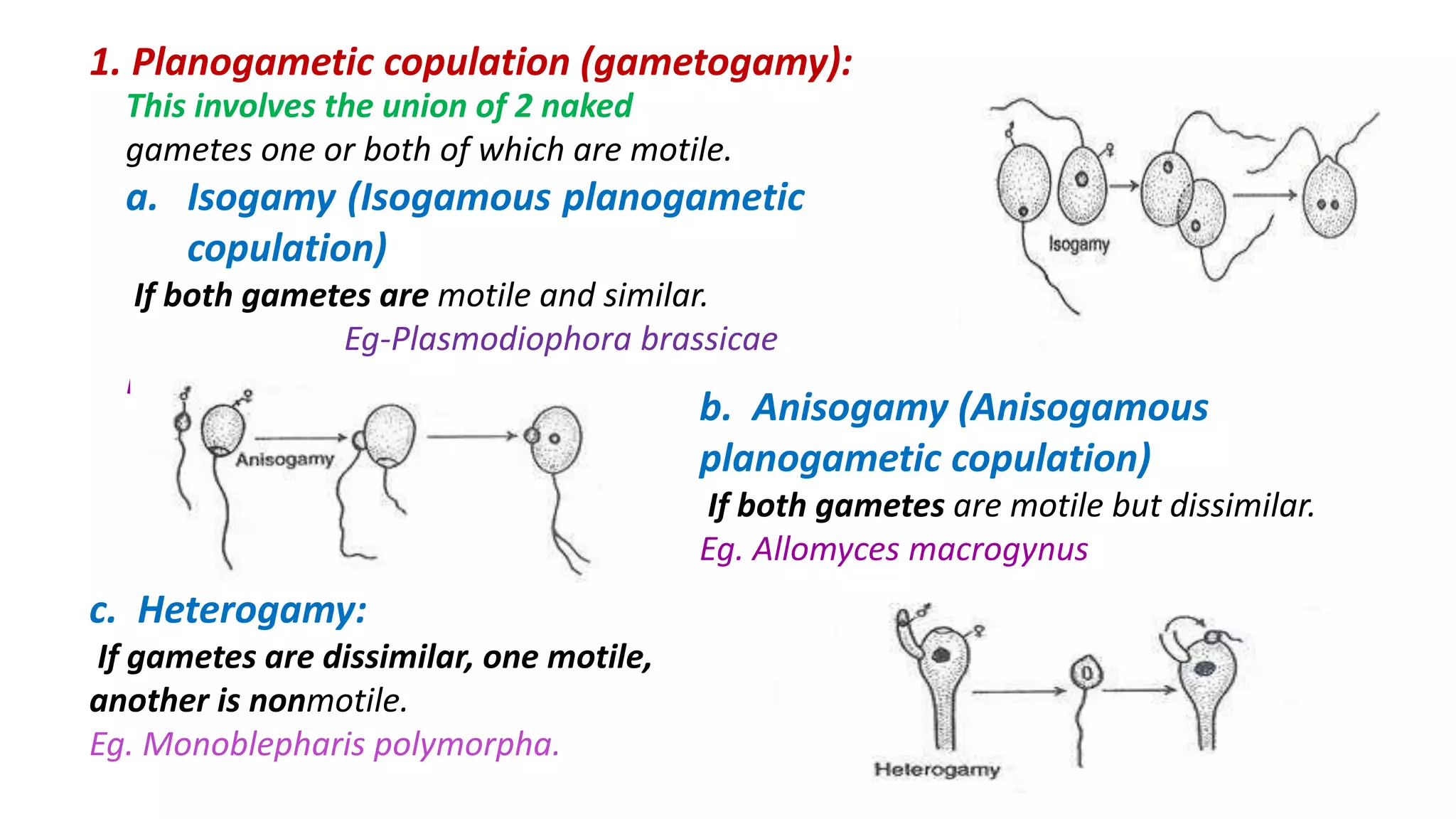 This involves the union of 2 naked
gametes one or both of which are motile.
a. Isogamy (Isogamous planogametic
copulation)
If both gametes are motile and similar.
Eg-Plasmodiophora brassicae
Eg. Plasmodiopassicae.
1. Planogametic copulation (gametogamy):
b. Anisogamy (Anisogamous
planogametic copulation)
If both gametes are motile but dissimilar.
Eg. Allomyces macrogynus
c. Heterogamy:
If gametes are dissimilar, one motile,
another is nonmotile.
Eg. Monoblepharis polymorpha.
 