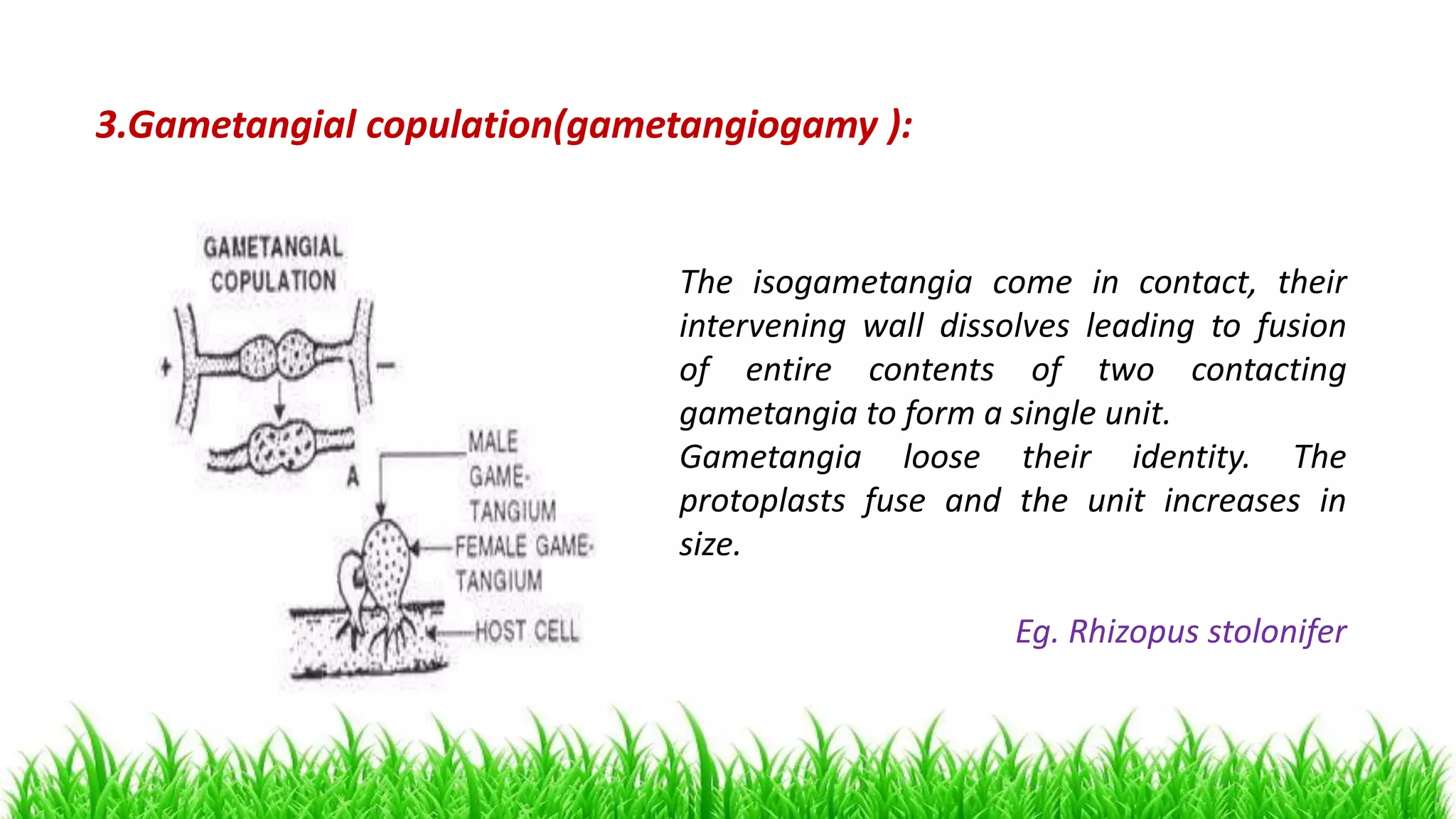 The isogametangia come in contact, their
intervening wall dissolves leading to fusion
of entire contents of two contacting
gametangia to form a single unit.
Gametangia loose their identity. The
protoplasts fuse and the unit increases in
size.
Eg. Rhizopus stolonifer
3.Gametangial copulation(gametangiogamy ):
 