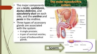 Sperm
 