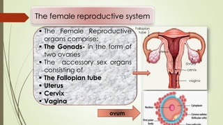 The female reproductive system
▪ The Female Reproductive
organs comprise:
▪ The Gonads- in the form of
two ovaries
▪ The accessory sex organs
consisting of
▪ The Fallopian tube
▪ Uterus
▪ Cervix
▪ Vagina
ovum
Fallopian
tube
ovary
uterus
cervix
vagina
 