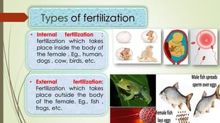• Internal fertilization :
fertilization which takes
place inside the body of
the female . Eg., human,
dogs , cow, birds, etc.
• External fertilization:
Fertilization which takes
place outside the body
of the female. Eg., fish ,
frogs, etc.
 