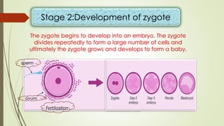 Stage 2:Development of zygote
The zygote begins to develop into an embryo. The zygote
divides repeatedly to form a large number of cells and
ultimately the zygote grows and develops to form a baby.
sperm
ovum
 