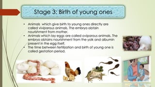 Stage 3: Birth of young ones
• Animals which give birth to young ones directly are
called viviparous animals. The embryo obtain
nourishment from mother.
• Animals which lay eggs are called oviparous animals. The
embryo obtains nourishment from the yolk and albumin
present in the egg itself.
• The time between fertilization and birth of young one is
called gestation period.
 