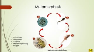 Metamorphosis
Metamorphosis in frog
1
4
3
2
1. Adult frog
2. frogspawn
3. Tadpole
4. Metamorphosing
froglet
 