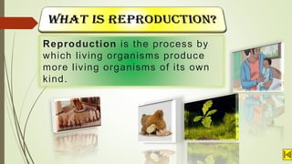 Reproduction is the process by
which living organisms produce
more living organisms of its own
kind.
 