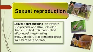 Sexual reproduction
Sexual Reproduction : This involves
two parents who DNA is shuffled,
then cut in half. This means that
offspring of these mating
show variation, or a combination of
traits from both parents.
 
