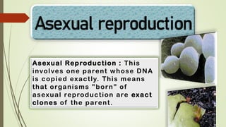 Asexual reproduction
Asexual Reproduction : This
involves one parent whose DNA
is copied exactly. This means
that organisms "born" of
asexual reproduction are exact
clones of the parent.
 