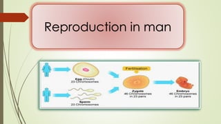 Reproduction in man
 