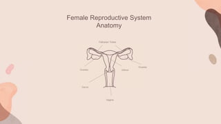 Female Reproductive System
Anatomy
Fallopian Tubes
Ovaries
Cervix
Uterus
Vagina
Ovaries
 
