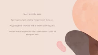 Sperm form in the testes
Sperms get pumped out along the sperm ducts during sex
They pass glands which add fluids to help the sperm stay alive.
Then the mixture of sperm and fluid — called semen —spurts out
through his penis
 