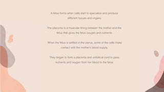 A fetus forms when cells start to specialize and produce
different tissues and organs
The placenta is a muscular lining between the mother and the
fetus that gives the fetus oxygen and nutrients
When the fetus is settled in the uterus, some of the cells make
contact with the mother's blood supply
They began to form a placenta and umbilical cord to pass
nutrients and oxygen from her blood to the fetus
 