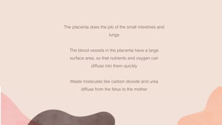 The placenta does the job of the small intestines and
lungs
The blood vessels in the placenta have a large
surface area, so that nutrients and oxygen can
diffuse into them quickly
Waste molecules like carbon dioxide and urea
diffuse from the fetus to the mother
 