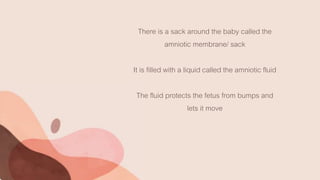 There is a sack around the baby called the
amniotic membrane/ sack
It is filled with a liquid called the amniotic fluid
The fluid protects the fetus from bumps and
lets it move
 