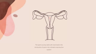 The sperm journey starts with insemination (the
introduction of sperm into a female’s reproductive
system)
 