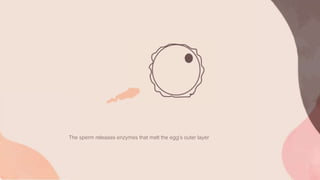 The sperm releases enzymes that melt the egg’s outer layer
 