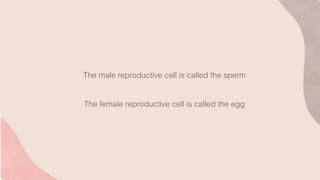 The male reproductive cell is called the sperm
The female reproductive cell is called the egg
 