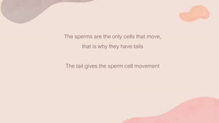 The sperms are the only cells that move,
that is why they have tails
The tail gives the sperm cell movement
 