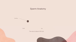 Sperm Anatomy
Nucleus
Head Tail
The size is about 0.05 mm
 