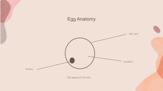Egg Anatomy
Nucleus
Cytoplasm
Jelly Layer
The size is 0.10 mm
 