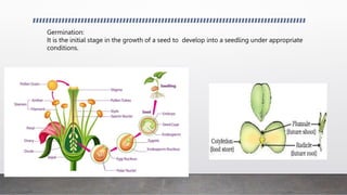 Germination:
It is the initial stage in the growth of a seed to develop into a seedling under appropriate
conditions.
 