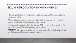 SEXUAL REPRODUCTION IN HUMAN BEINGS
• Sexual reproduction involving male reproductive organ and female reproductive
organ (growth to
•The reproductive organs of human being i.e. Testis in male and ovary in female
become functional only after attaining sexual maturity.
In male sexual maturity is attained at the age of 13-14 years while in female at the
age of 10-12 years. This is known as the age of puberty.
PUBERTY: It is the age at which the sex hormone or gametes begin to be produced
and the boy and girls becomes sexually mature.
 