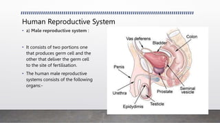 Human Reproductive System
• a) Male reproductive system :
• It consists of two portions one
that produces germ cell and the
other that deliver the germ cell
to the site of fertilisation.
• The human male reproductive
systems consists of the following
organs:-
 