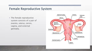 Female Reproductive System
• The female reproductive
system consists of a pair of
ovaries, uterus, cervix,
vagina, and external
genitalia.
 