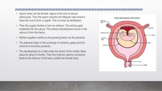 • Sperm enter into the female vagina at the time of sexual
intercourse. Then the sperm reaches the fallopian tube where it
fuses the ova to form a zygote. This is known as fertilisation.
• Then the zygote divides to form an embryo. The embryo gets
implanted into the uterus. The embryo development occurs in the
uterus to form the foetus.
• Mother supplies nutrition to the growing foetus via the placenta.
• The placenta helps in the exchange of nutrients, gases and the
removal of excretory products.
• The development of a child inside the womb of the mother takes
place for about 9 months. Then the rhythmic uterine contraction
leads to the delivery of the baby outside the female body.
 