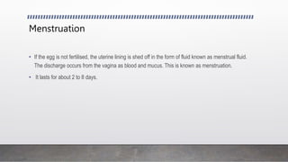 Menstruation
• If the egg is not fertilised, the uterine lining is shed off in the form of fluid known as menstrual fluid.
The discharge occurs from the vagina as blood and mucus. This is known as menstruation.
• It lasts for about 2 to 8 days.
 