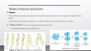 Modes of Asexual reproduction
1. Fission
• Fission is defined as the splitting of the organisms into two halves and each half gives rise to a new organism. For example, Amoeba,
bacteria.
• The most common type of fission is binary fission. It is a division of organisms such as bacteria into two or more parts.
a) Binary Fission -> The most common type of fission is binary fission.
It is a division of organisms such as bacteria into two.
 