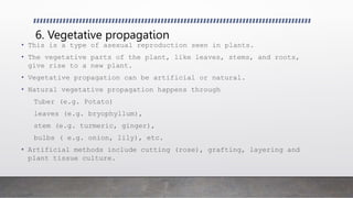 6. Vegetative propagation
• This is a type of asexual reproduction seen in plants.
• The vegetative parts of the plant, like leaves, stems, and roots,
give rise to a new plant.
• Vegetative propagation can be artificial or natural.
• Natural vegetative propagation happens through
Tuber (e.g. Potato)
leaves (e.g. bryophyllum),
stem (e.g. turmeric, ginger),
bulbs ( e.g. onion, lily), etc.
• Artificial methods include cutting (rose), grafting, layering and
plant tissue culture.
 