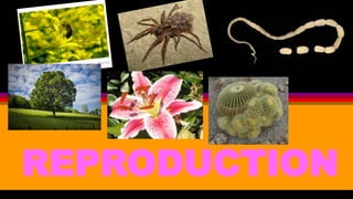 Environment Reproduce Earth & Life Science_ REPRODUCTION.pptx