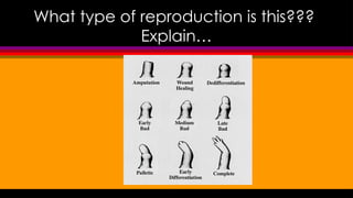 Earth & Life Science_ REPRODUCTION.pptx