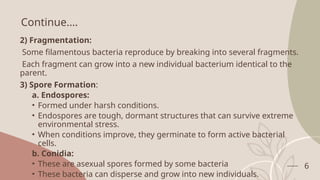 6
Continue….
2) Fragmentation:
Some filamentous bacteria reproduce by breaking into several fragments.
Each fragment can grow into a new individual bacterium identical to the
parent.
3) Spore Formation:
a. Endospores:
• Formed under harsh conditions.
• Endospores are tough, dormant structures that can survive extreme
environmental stress.
• When conditions improve, they germinate to form active bacterial
cells.
b. Conidia:
• These are asexual spores formed by some bacteria
• These bacteria can disperse and grow into new individuals.
 