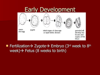 Early Development Fertilization   Zygote   Embryo (3 rd  week to 8 th  week)   Fetus (8 weeks to birth) 