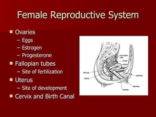 Female Reproductive System Ovaries Eggs Estrogen Progesterone Fallopian tubes Site of fertilization Uterus Site of development Cervix and Birth Canal 