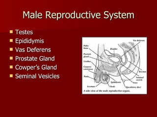 Male Reproductive System Testes Epididymis Vas Deferens Prostate Gland Cowper’s Gland  Seminal Vesicles 