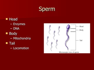 Sperm Head Enzymes DNA Body Mitochondria Tail Locomotion 
