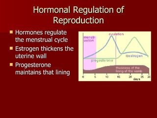 Hormonal Regulation of Reproduction Hormones regulate the menstrual cycle Estrogen thickens the uterine wall Progesterone maintains that lining 