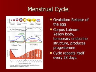 Menstrual Cycle Ovulation: Release of the egg Corpus Luteum: Yellow body, temporary endocrine structure, produces progesterone Cycle repeats itself every 28 days. 