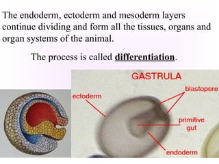 Human Reproduction and Animal Development | PPT