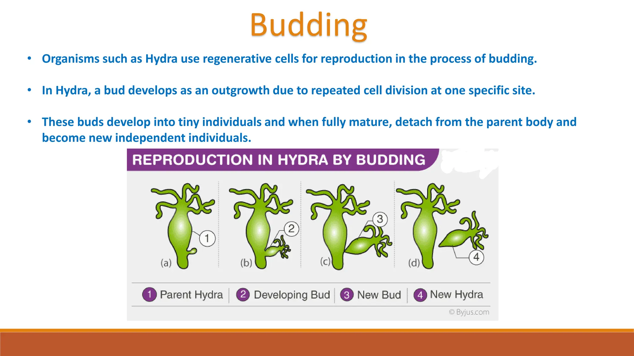 • Organisms such as Hydra use regenerative cells for reproduction in the process of budding.
• In Hydra, a bud develops as an outgrowth due to repeated cell division at one specific site.
• These buds develop into tiny individuals and when fully mature, detach from the parent body and
become new independent individuals.
Budding
 