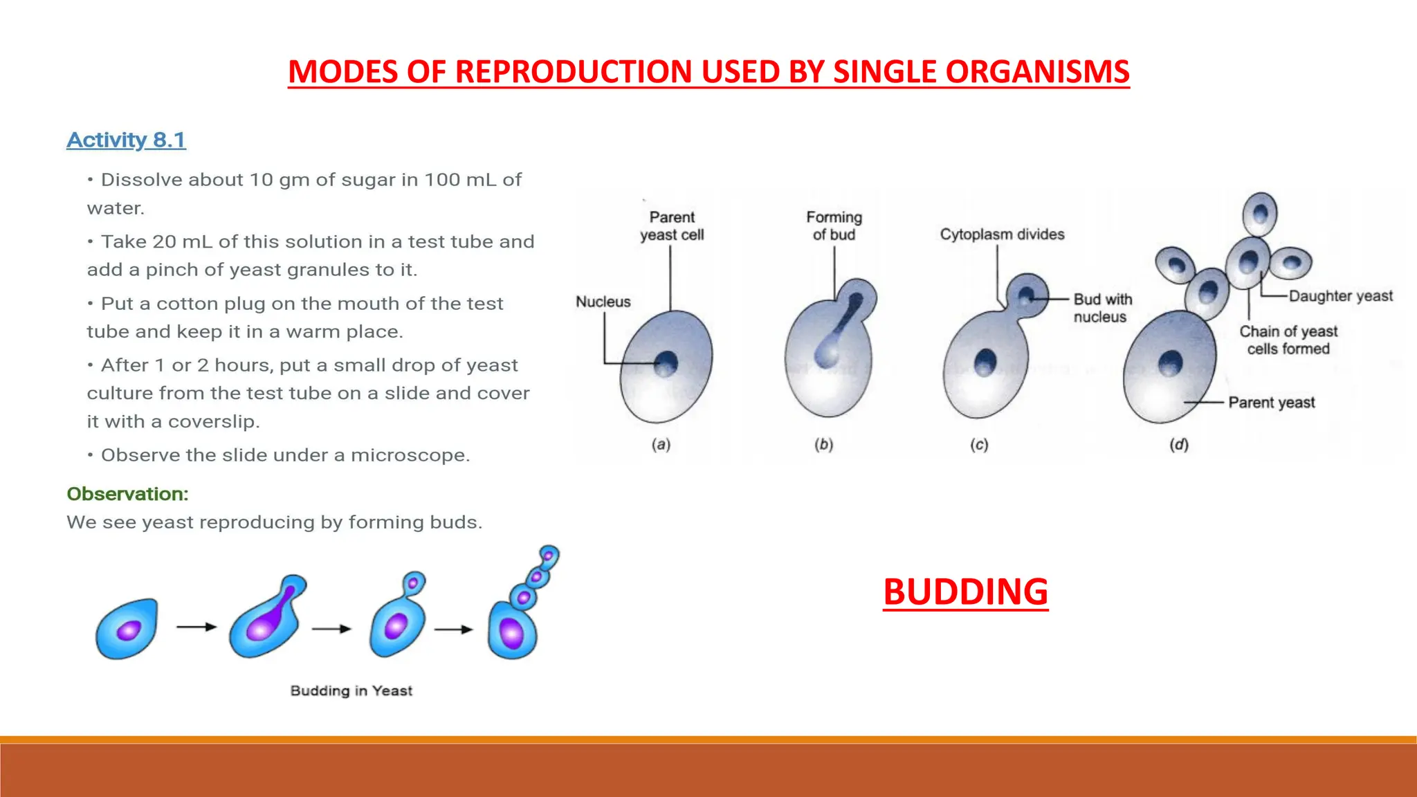 MODES OF REPRODUCTION USED BY SINGLE ORGANISMS
BUDDING
 