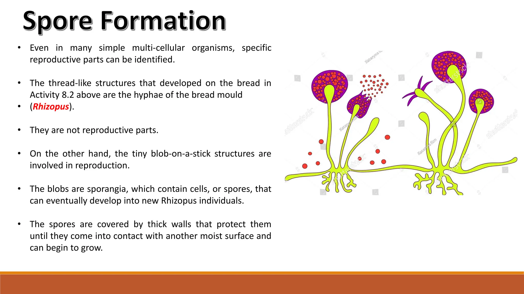 • Even in many simple multi-cellular organisms, specific
reproductive parts can be identified.
• The thread-like structures that developed on the bread in
Activity 8.2 above are the hyphae of the bread mould
• (Rhizopus).
• They are not reproductive parts.
• On the other hand, the tiny blob-on-a-stick structures are
involved in reproduction.
• The blobs are sporangia, which contain cells, or spores, that
can eventually develop into new Rhizopus individuals.
• The spores are covered by thick walls that protect them
until they come into contact with another moist surface and
can begin to grow.
Spore Formation
 