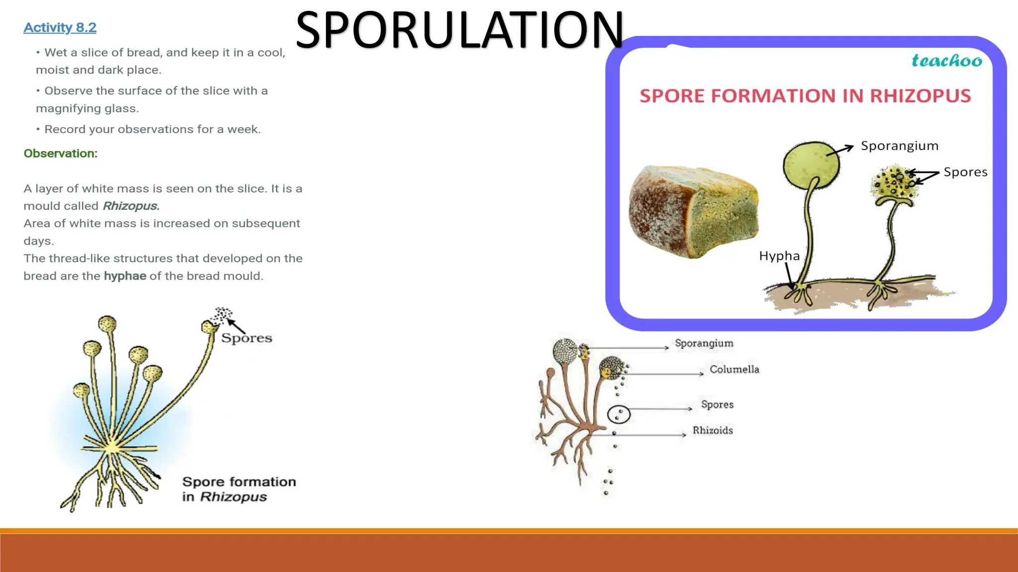 SPORULATION
 