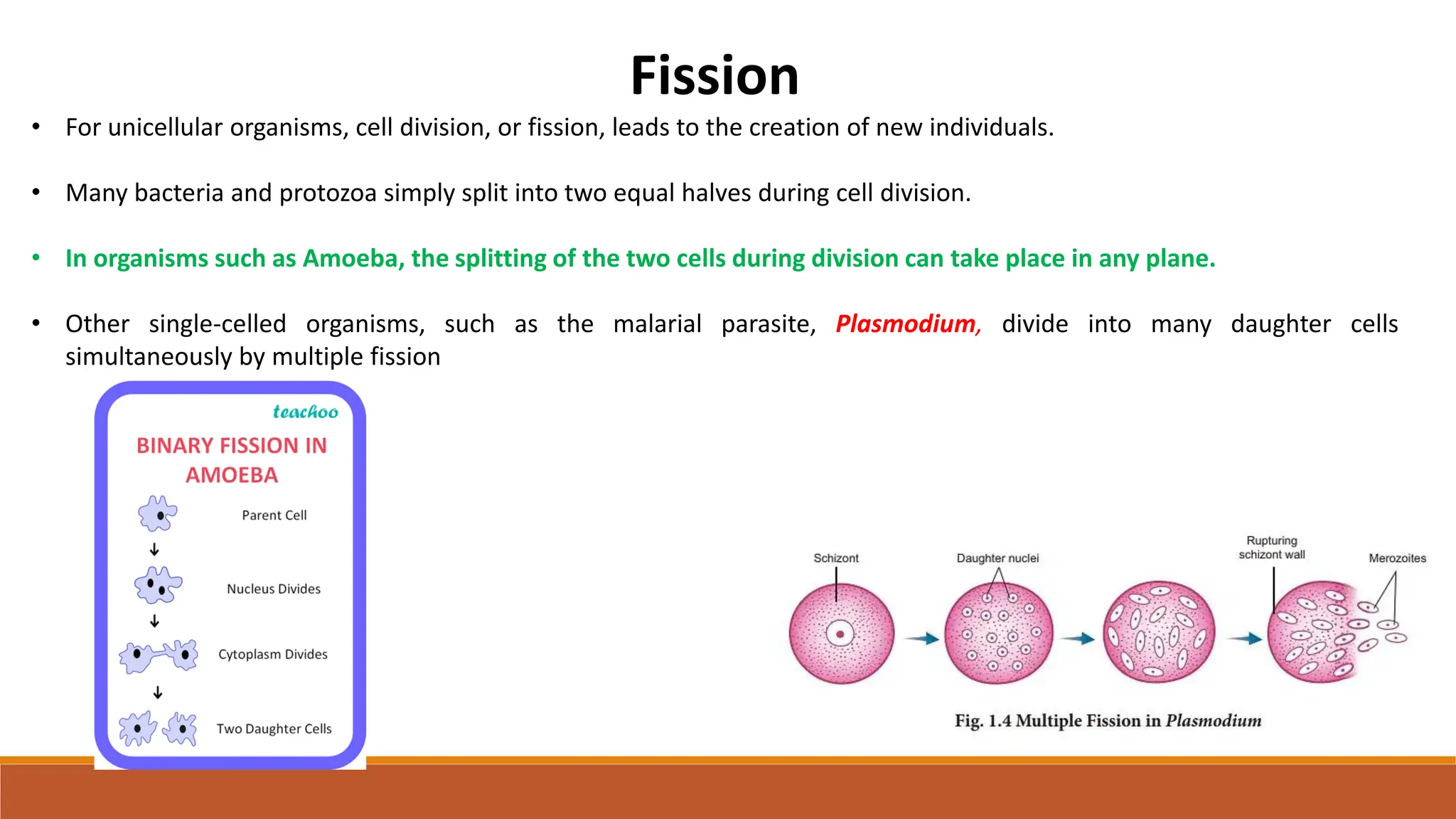 Fission
• For unicellular organisms, cell division, or fission, leads to the creation of new individuals.
• Many bacteria and protozoa simply split into two equal halves during cell division.
• In organisms such as Amoeba, the splitting of the two cells during division can take place in any plane.
• Other single-celled organisms, such as the malarial parasite, Plasmodium, divide into many daughter cells
simultaneously by multiple fission
 