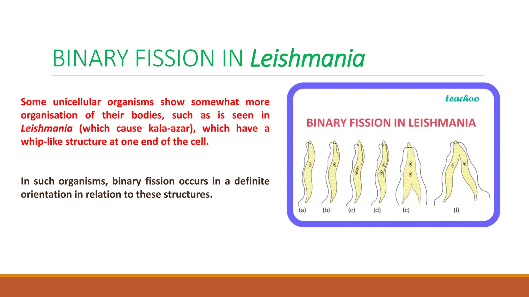 BINARY FISSION IN Leishmania
Some unicellular organisms show somewhat more
organisation of their bodies, such as is seen in
Leishmania (which cause kala-azar), which have a
whip-like structure at one end of the cell.
In such organisms, binary fission occurs in a definite
orientation in relation to these structures.
 