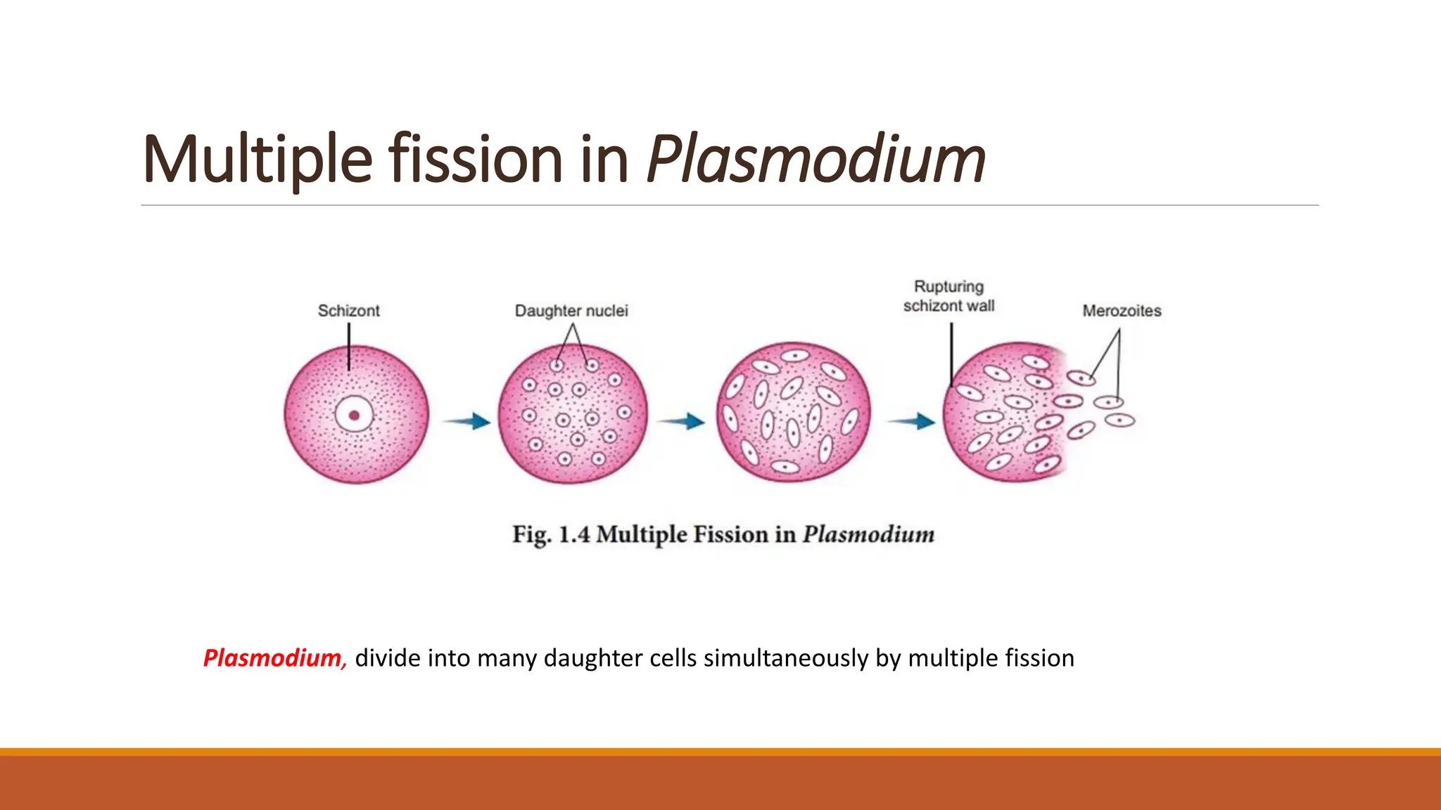 Multiple fission in Plasmodium
Plasmodium, divide into many daughter cells simultaneously by multiple fission
 